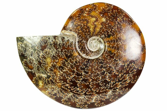 Polished, Agatized Ammonite (Cleoniceras) - Madagascar #104858